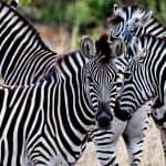 Imagen del Parque Nacional Kruger, Sudáfrica