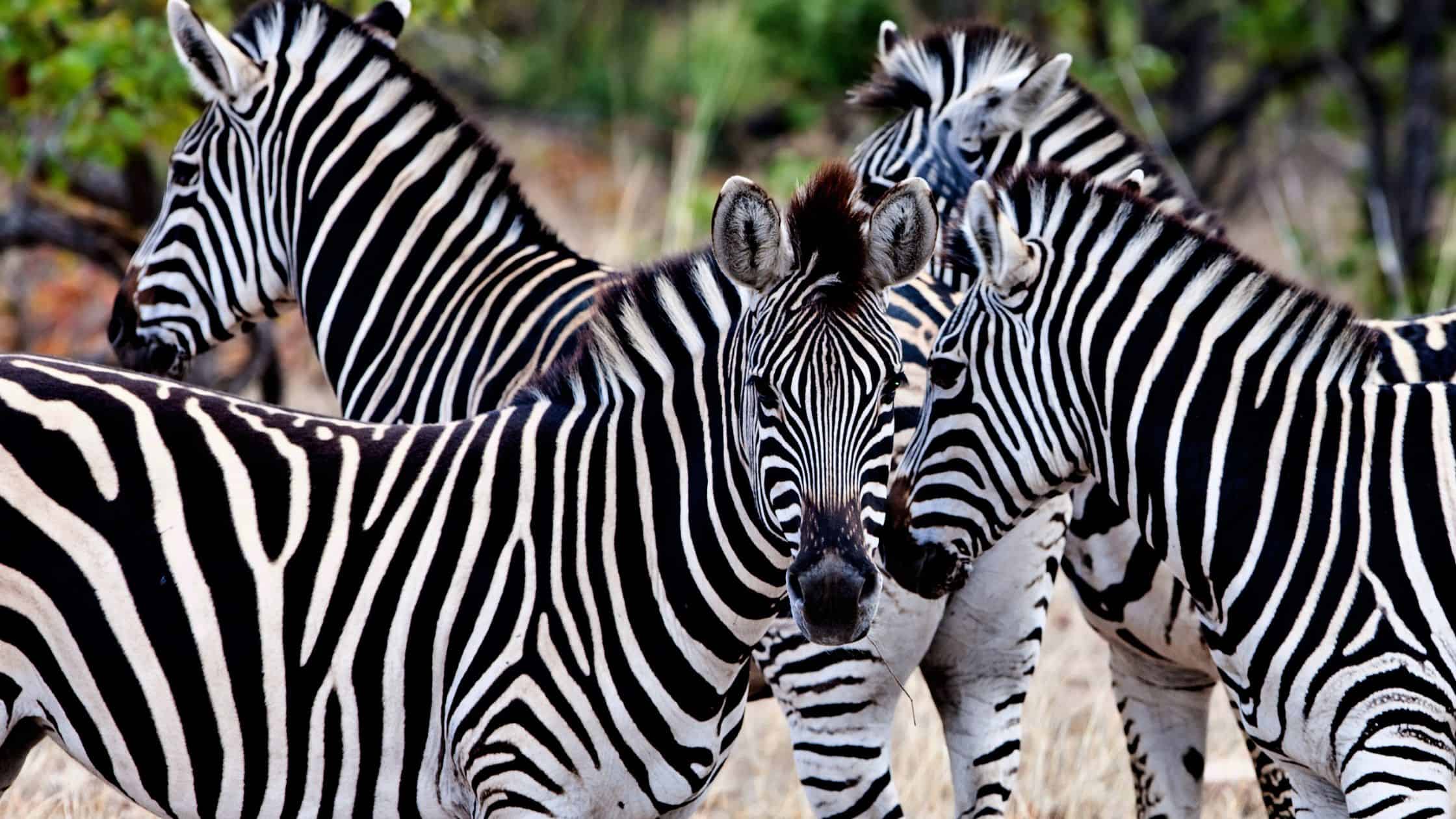 Imagen del Parque Nacional Kruger, Sudáfrica