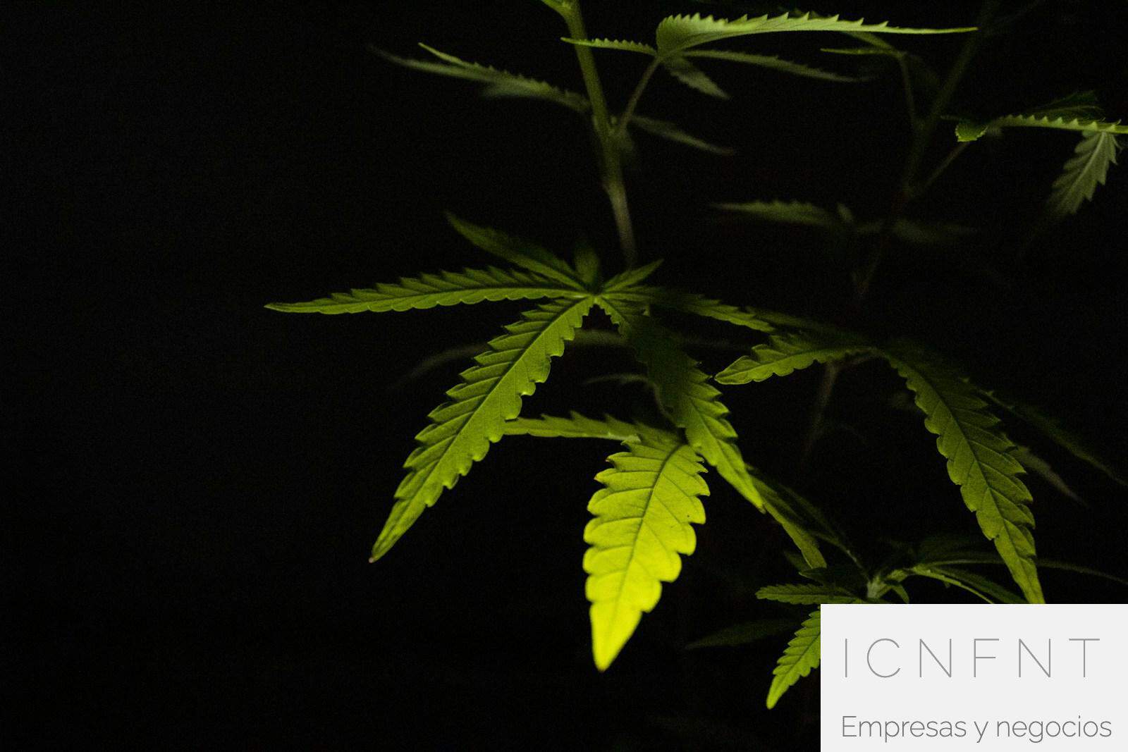 Grow shop en Madrid