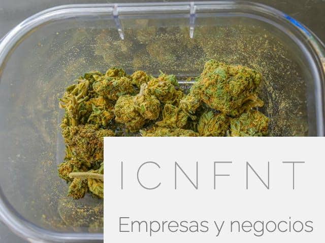¿Son legales las semillas de Marihuana en España